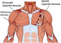 грудные мышцы анатомия